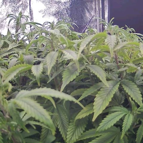 Sticky Boof growlog timeline photo