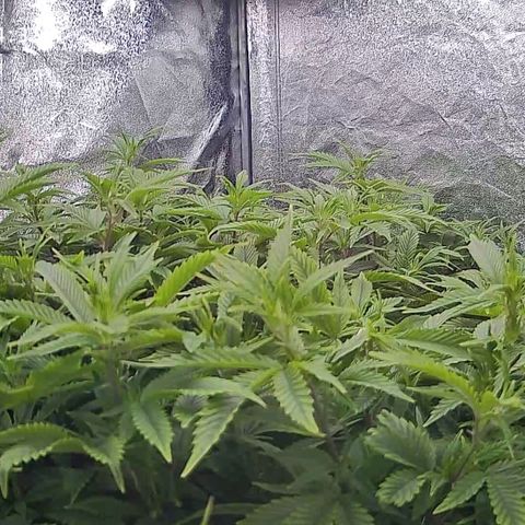 Sticky Boof growlog timeline photo