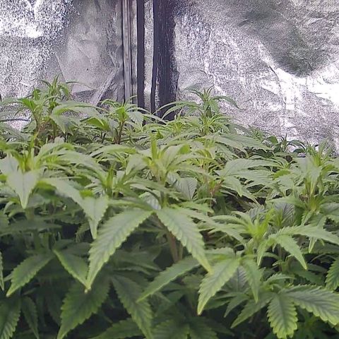 Sticky Boof growlog timeline photo