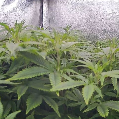 Sticky Boof growlog timeline photo