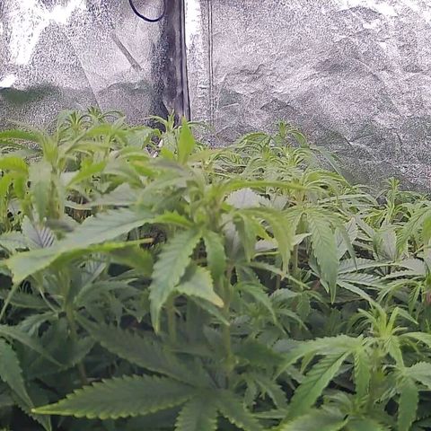 Sticky Boof growlog timeline photo