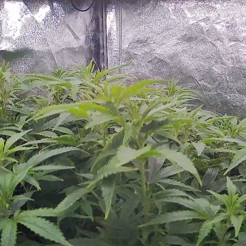 Sticky Boof growlog timeline photo