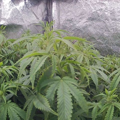 Sticky Boof growlog timeline photo