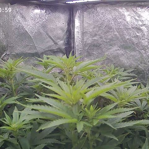 Sticky Boof growlog timeline photo