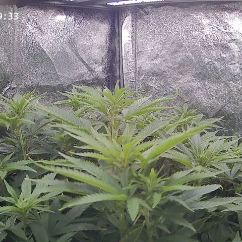 Sticky Boof growlog timeline photo