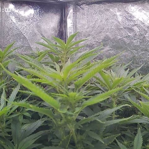 Sticky Boof growlog timeline photo