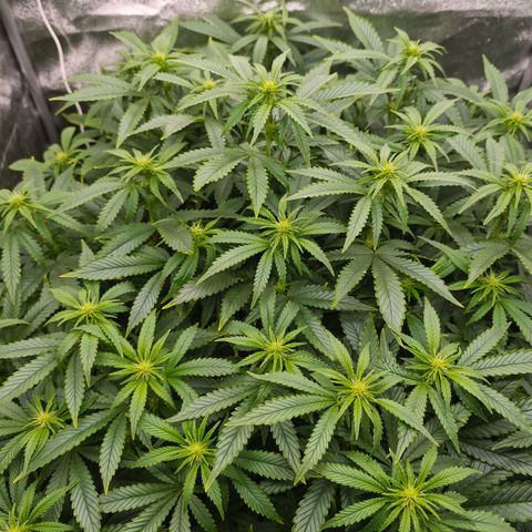 Sticky Boof growlog timeline photo