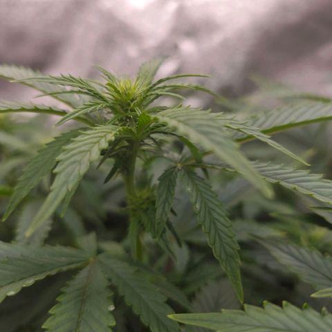 Sticky Boof growlog timeline photo