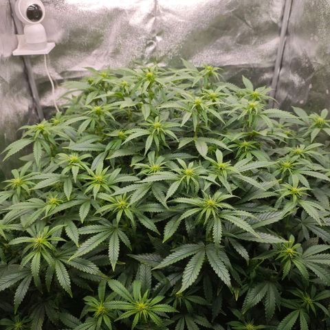 Sticky Boof growlog timeline photo