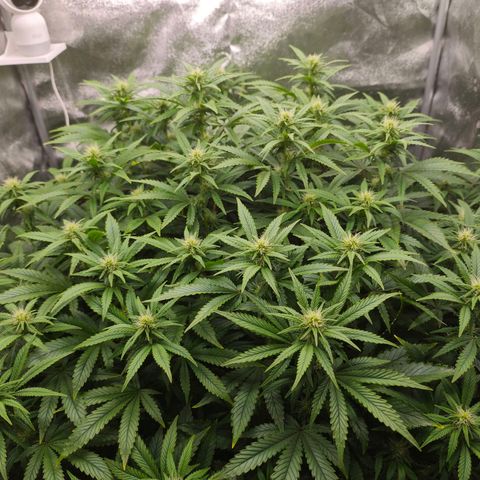 Sticky Boof growlog timeline photo