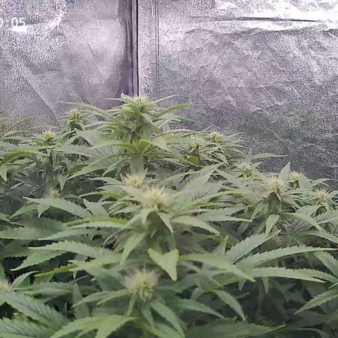 Sticky Boof growlog timeline photo