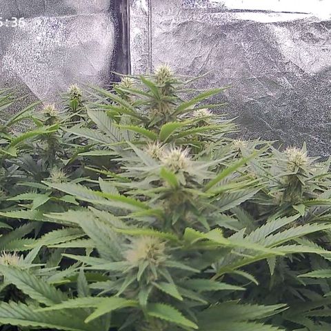 Sticky Boof growlog timeline photo