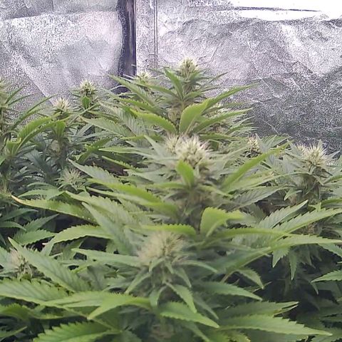 Sticky Boof growlog timeline photo