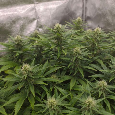 Sticky Boof growlog timeline photo