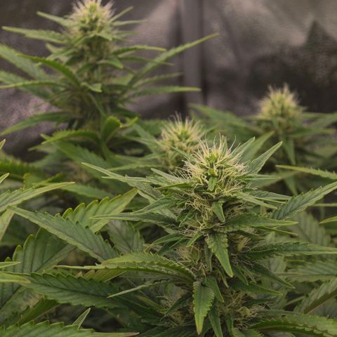 Sticky Boof growlog timeline photo