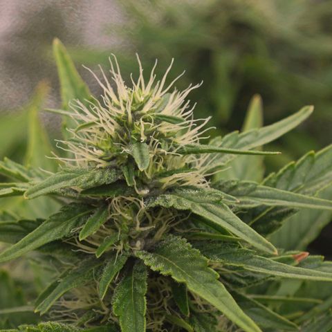 Sticky Boof growlog timeline photo