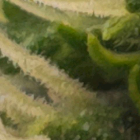 Sticky Boof growlog timeline photo