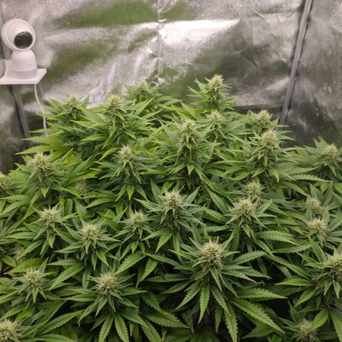 Sticky Boof growlog timeline photo