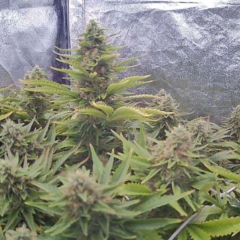 Sticky Boof growlog timeline photo