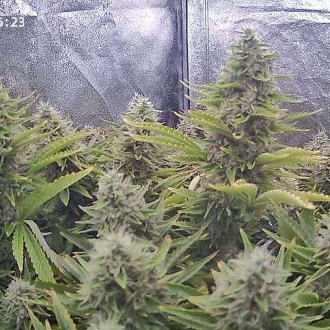 Sticky Boof growlog timeline photo