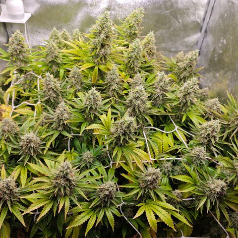 Sticky Boof growlog timeline photo