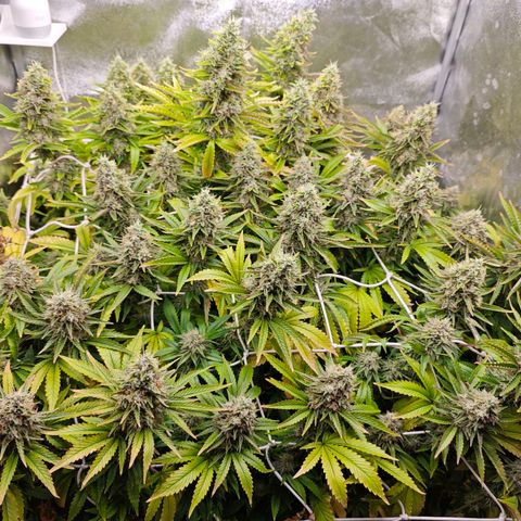 Sticky Boof growlog timeline photo