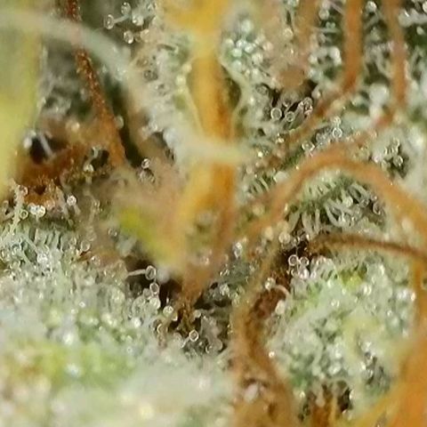 Sticky Boof growlog timeline photo