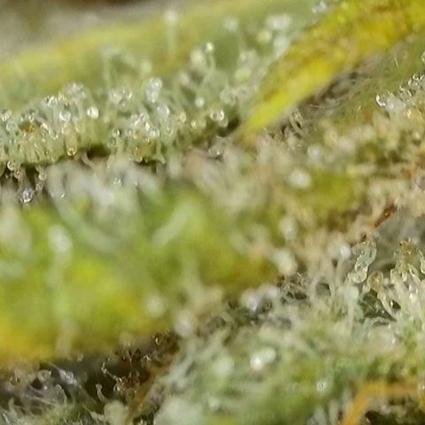 Sticky Boof growlog timeline photo