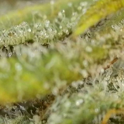 Sticky Boof growlog timeline photo