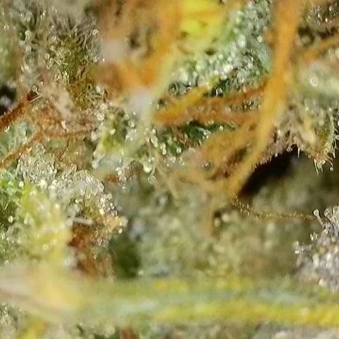 Sticky Boof growlog timeline photo