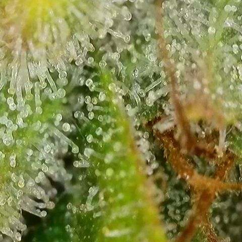 Sticky Boof growlog timeline photo