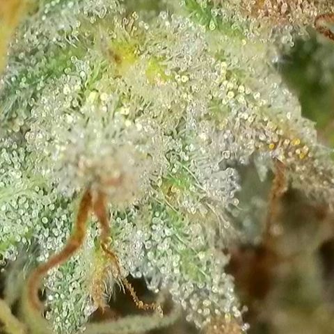 Sticky Boof growlog timeline photo