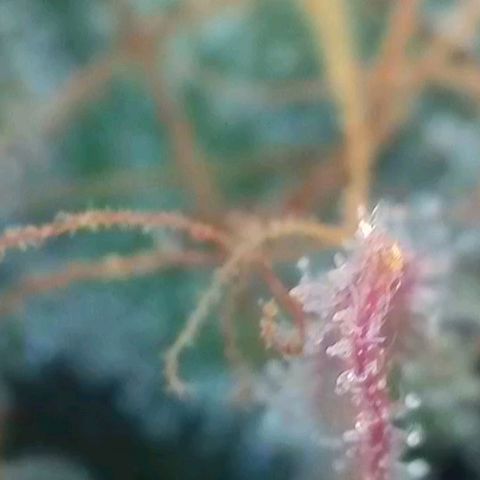 Sticky Boof growlog timeline photo