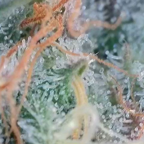 Sticky Boof growlog timeline photo