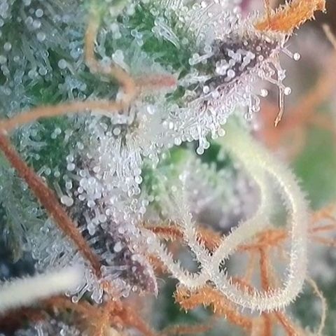 Sticky Boof growlog timeline photo