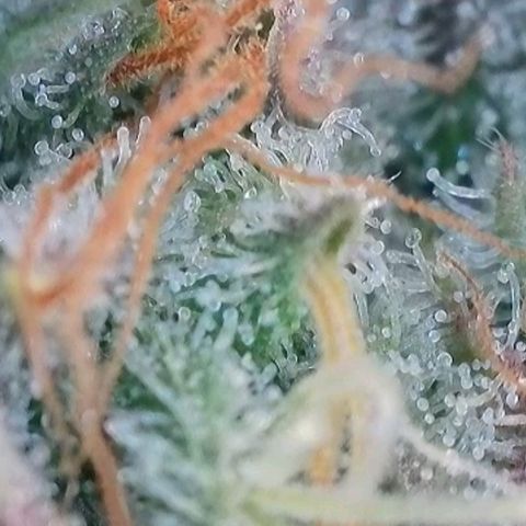 Sticky Boof growlog timeline photo