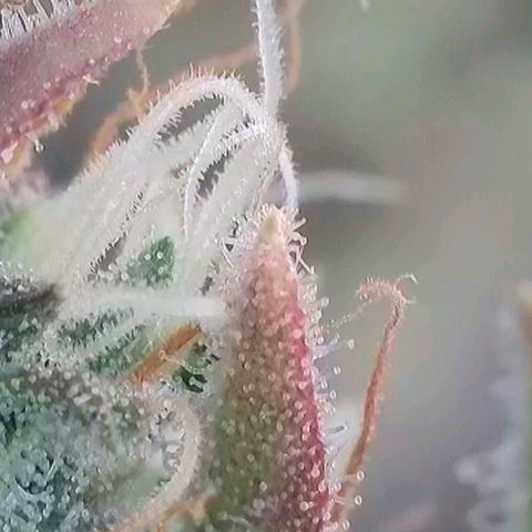 Sticky Boof growlog timeline photo