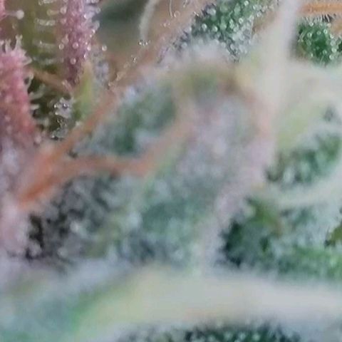 Sticky Boof growlog timeline photo