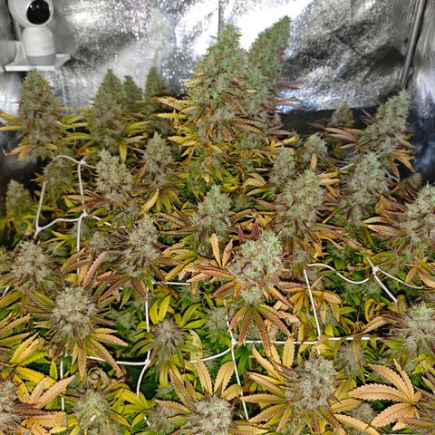 Sticky Boof growlog timeline photo