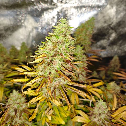 Sticky Boof growlog timeline photo