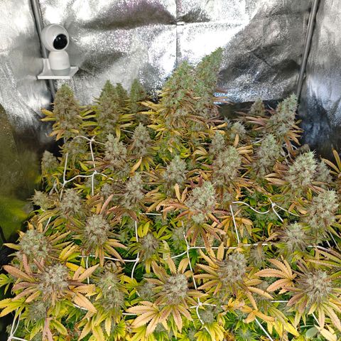 Sticky Boof growlog timeline photo