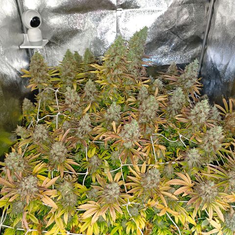Sticky Boof growlog timeline photo