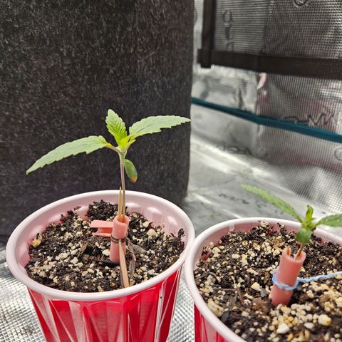 Anakin  growlog timeline photo