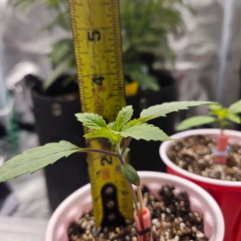 Anakin  growlog timeline photo