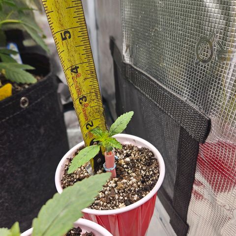 Luke growlog timeline photo