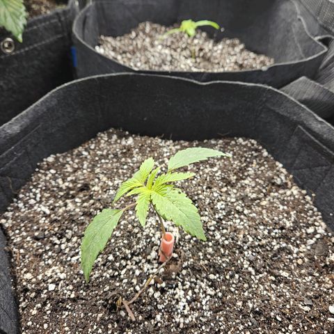Anakin  growlog photo: Repotted