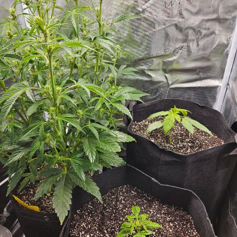 Luke growlog timeline photo