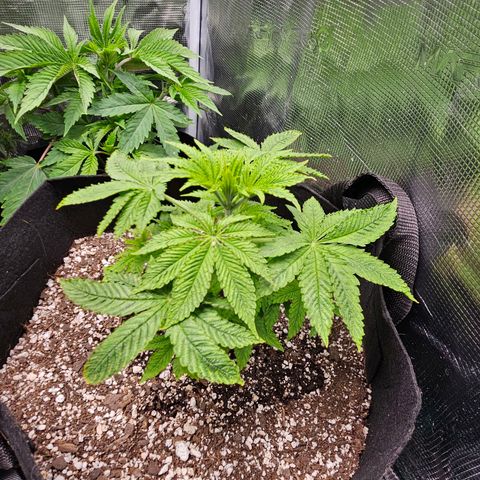 Luke growlog timeline photo