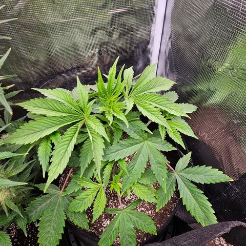 Anakin  growlog timeline photo