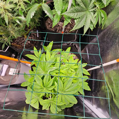 Luke growlog timeline photo